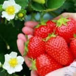 日帰り京都発社員旅行でいちご狩りと近江牛を食べてラ・コリーナでお買物コース