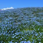 🌸京都発、社員旅行で春の花を見に行こう！