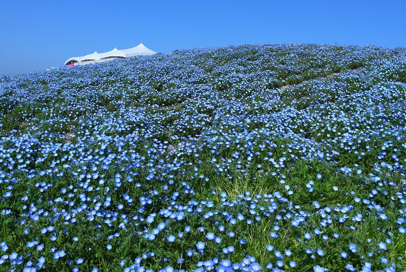 🌸京都発、社員旅行で春の花を見に行こう!
