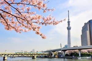 京都から社員旅行で１泊２日東京方面プラン紹介