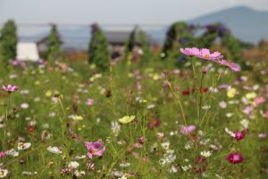 京都から社員旅行で日帰り近場の京の奥座敷亀岡コース