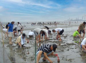 京都から日帰り社員旅行御殿場浜で潮干狩りとバーベキュー
